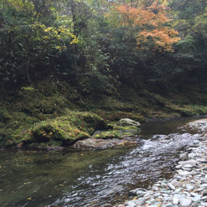 秋ですね紅葉です